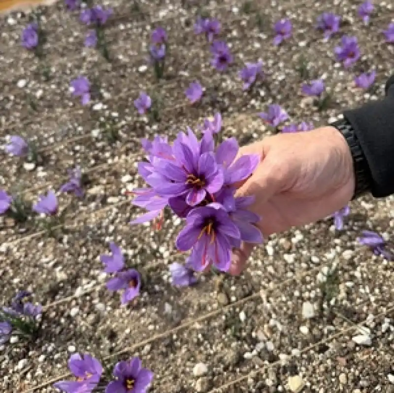Ülkü Ocakları Genel Merkezi’nin Terasında Safran Hasadı!