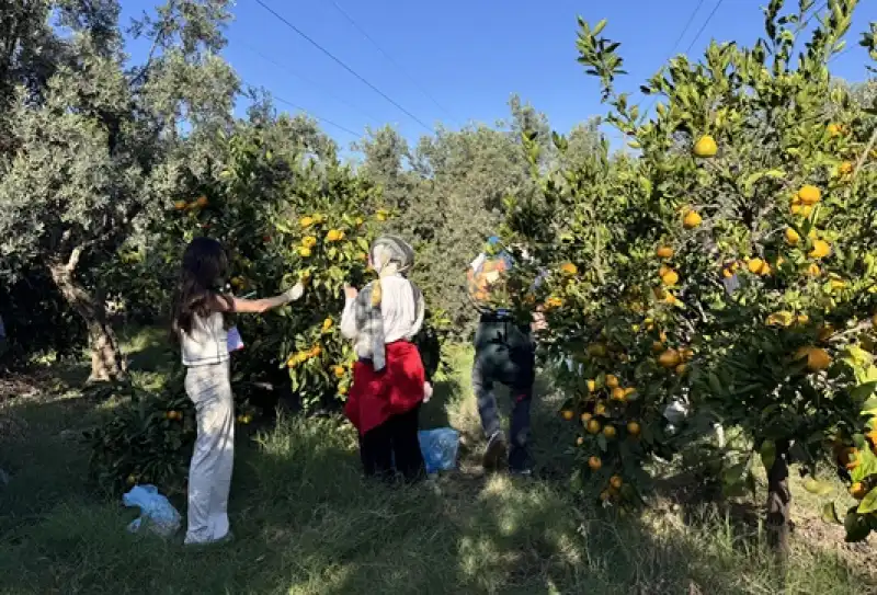 Hatay'da üniversite öğrencileri Mandalina Hasadına Katıldı
