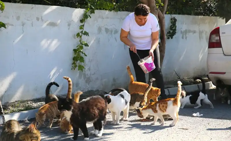 Depremzede Kadın, Sahipsiz Kedilere Kucak Açtı 