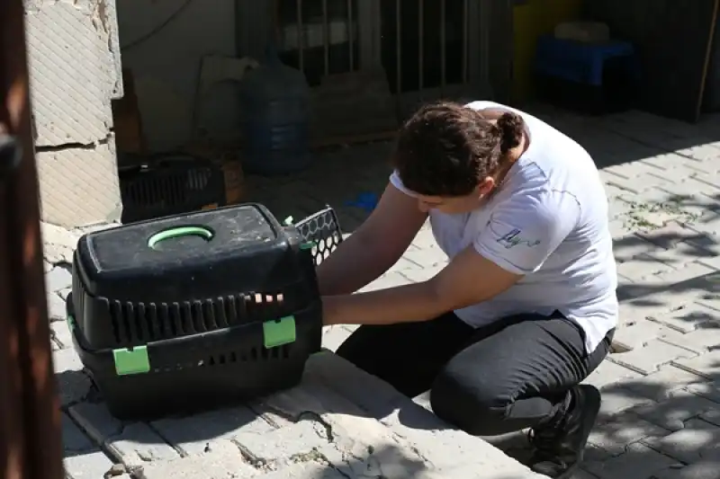 Depremzede Kadın, Sahipsiz Kedilere Kucak Açtı