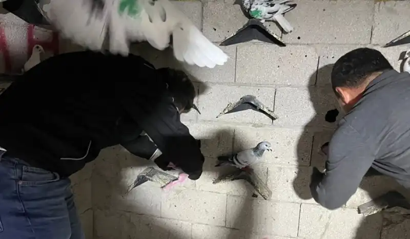 Hatay'da Kümese 2 Kilo 600 Gram Uyuşturucu Gizleyen Zanlı Tutuklandı 