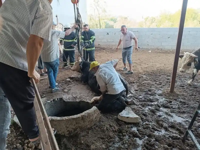 Altınözü Ilçesinde Kuyuya Düşen Ineği Itfaiye çıkardı