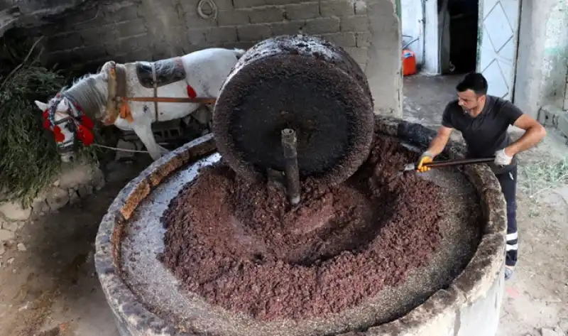 Altınözü’nde Asırlık Gelenek Yaşıyor: Su Zeytin Üretimi Başladı