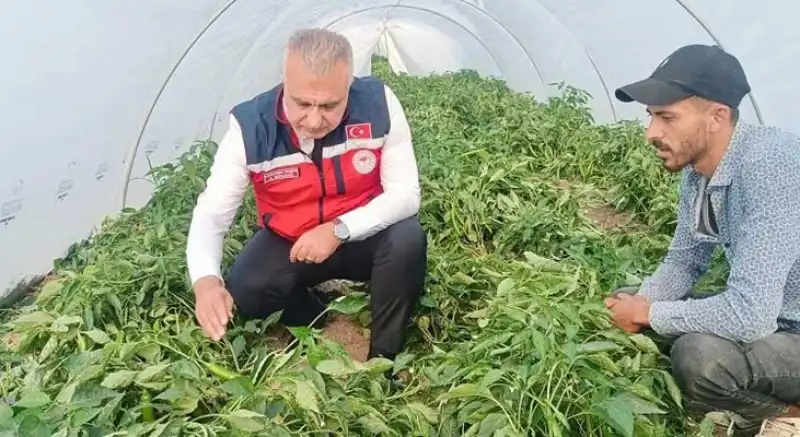 Samandağ Biberi’nde Örtü Altı Zamanı!