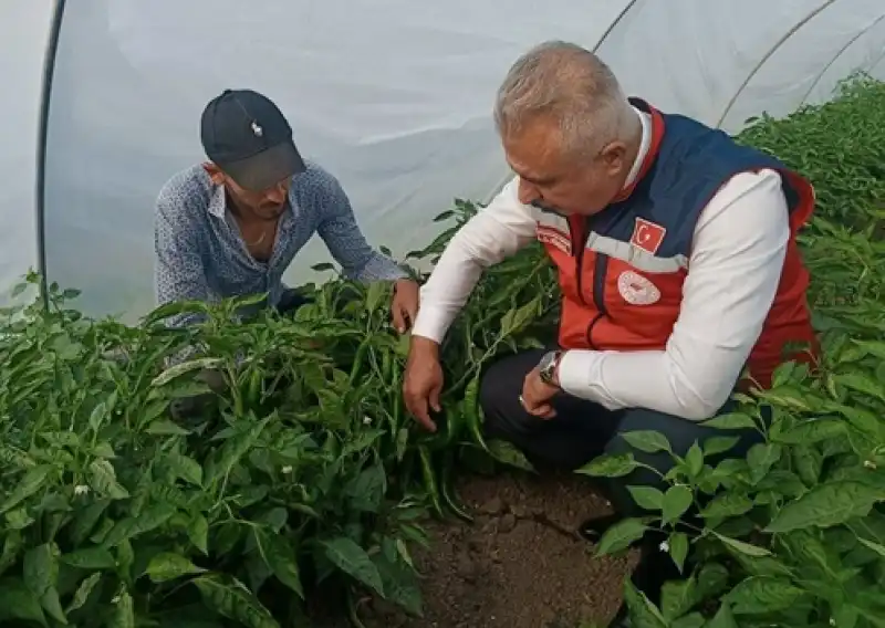 Samandağ Biberi’nde Örtü Altı Zamanı!