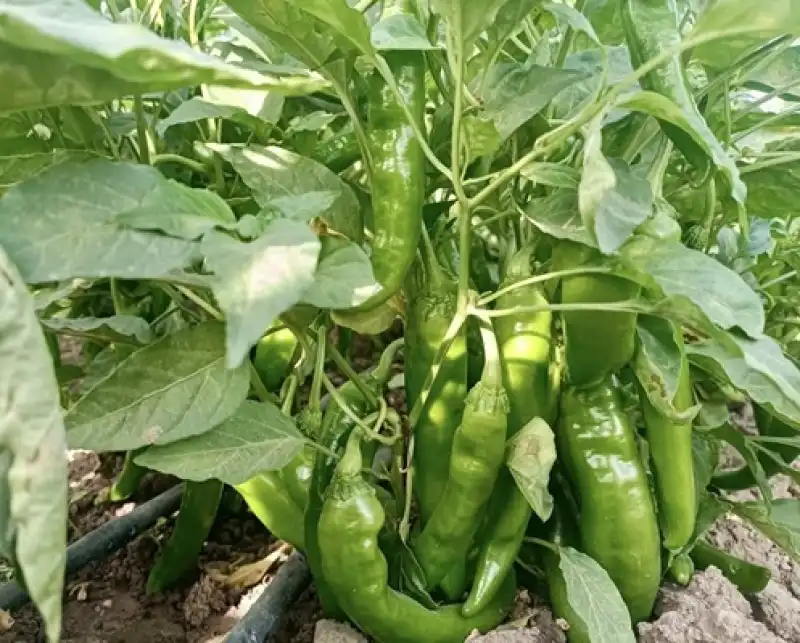 Samandağ Biberi’nde Örtü Altı Zamanı!