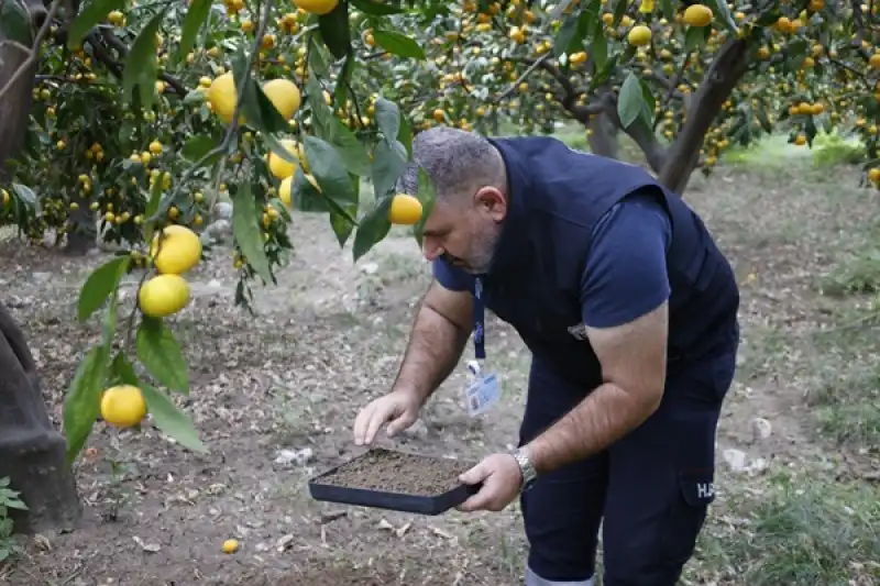 Büyükşehir’in Tarımsal Destekleri çiftçiye Nefes Oluyor
