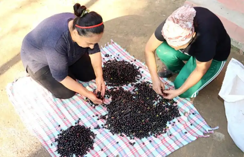Hatay’ın Bereketli Topraklarında Geleneksel Defne Yağı Üretimi Sürüyor