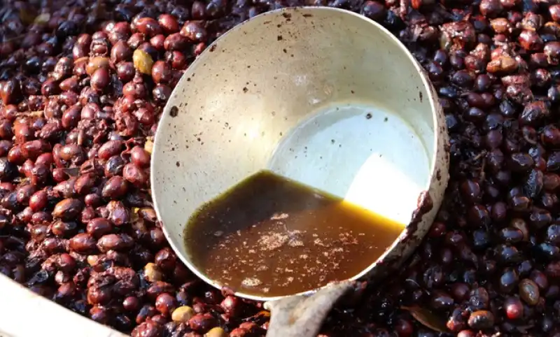 Hatay’ın Bereketli Topraklarında Geleneksel Defne Yağı Üretimi Sürüyor