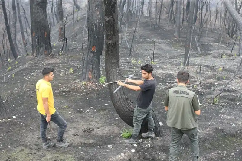 Hatay'da Yanan Ormanlar Alevlere Daha Dayanıklı Fidanlarla Yeşillendirilecek