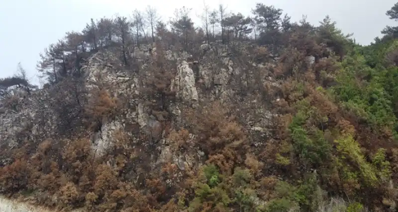 Hatay'da Yanan Ormanlar Alevlere Daha Dayanıklı Fidanlarla Yeşillendirilecek