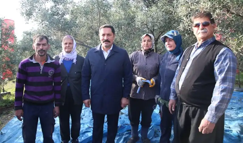 Hatay'da 201 Bin Ton Zeytin Rekoltesi Bekleniyor