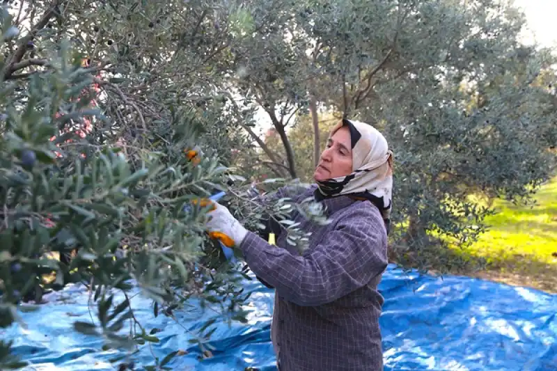 Hatay'da 201 Bin Ton Zeytin Rekoltesi Bekleniyor