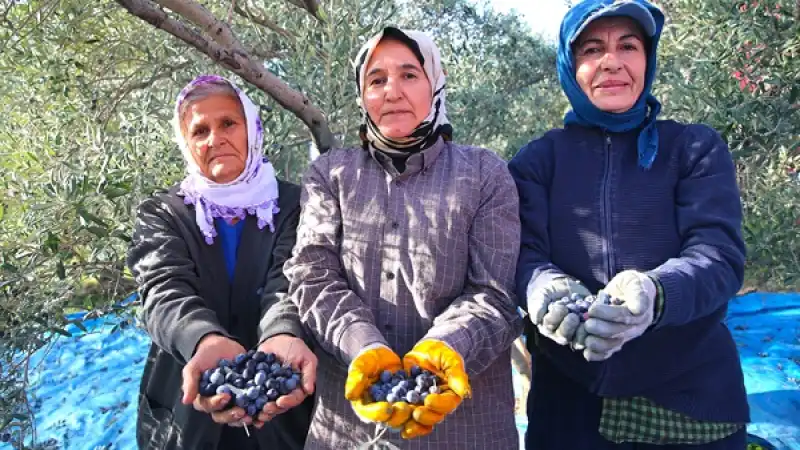 Hatay'da 201 Bin Ton Zeytin Rekoltesi Bekleniyor