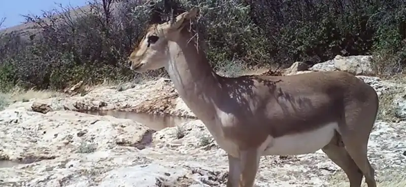 Hatay’ın Yaban Hayatı Fotokapanlarla Gün Yüzüne Çıkıyor