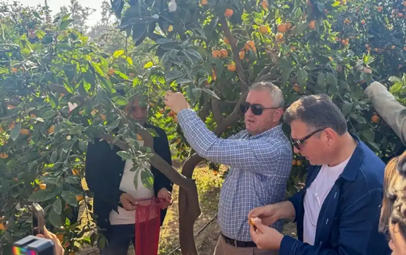 Hatay'da Narenciye Festivali Düzenlendi