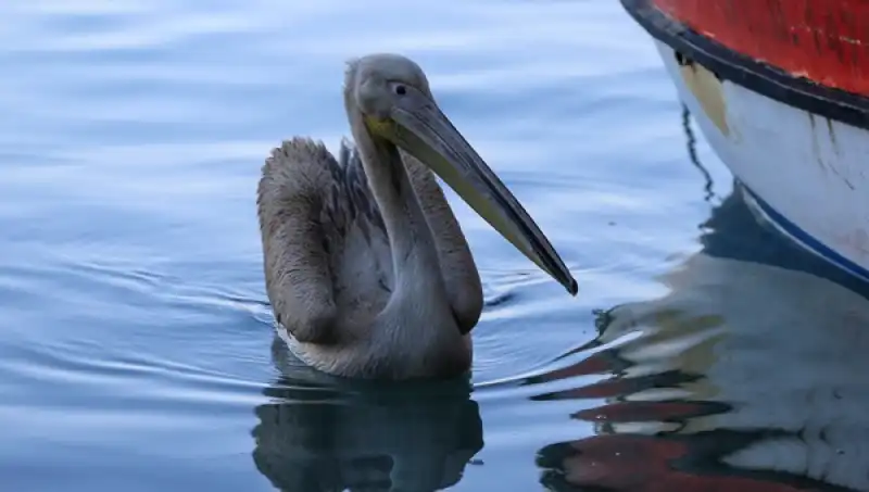 Pelikan 