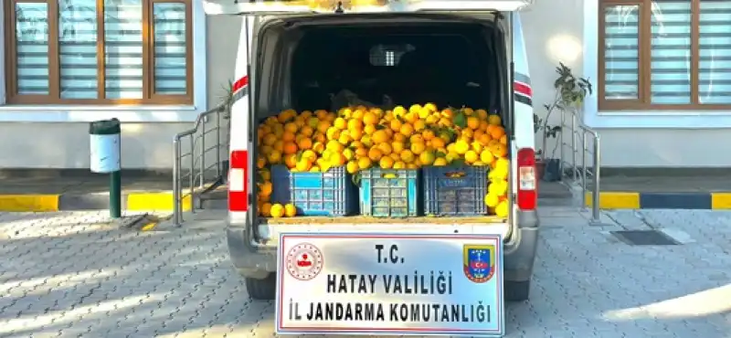 Narenciye Hırsızlarına Jandarmadan Suçüstü!