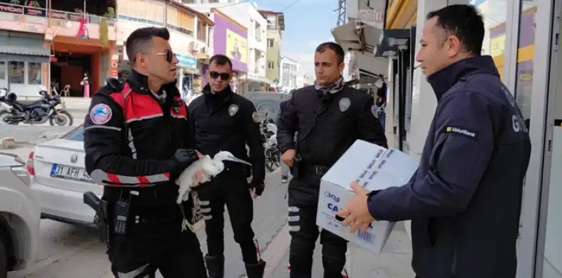 Hatay'da Polis Ekiplerinin Bulduğu Yaralı Ak Balıkçıl Tedaviye Alındı