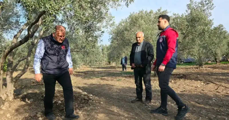 Zeytinde Kaliteyi Tehdit Eden Zararlı Ile Etkin Mücadele 