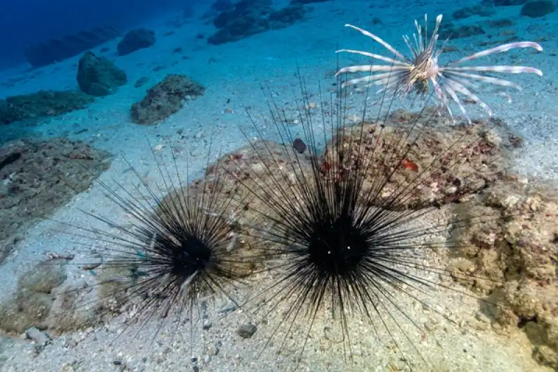 Doğu Akdeniz'in Derinliklerine Inen Dalgıçlar Canlıların Renkli Dünyasını Görüntüledi