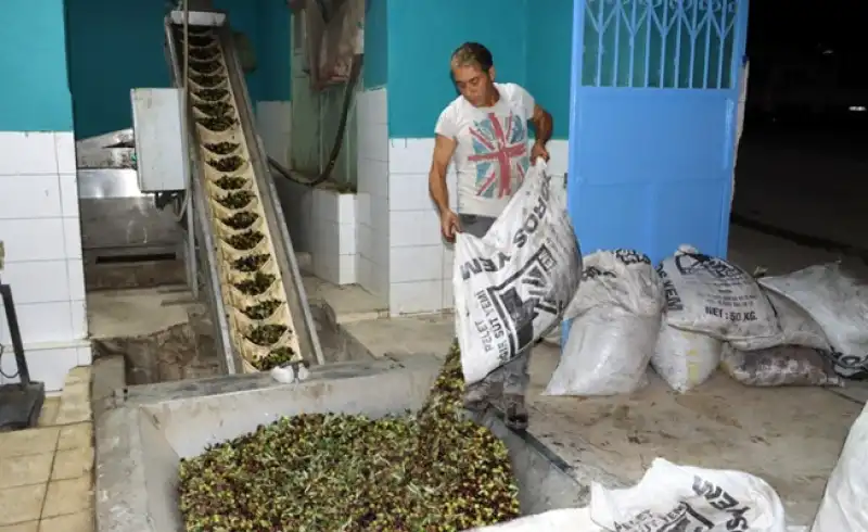 Bereketi Az, Umudu Çok Sezon: Altınkaya’da Zeytin Hasadı Sona Erdi