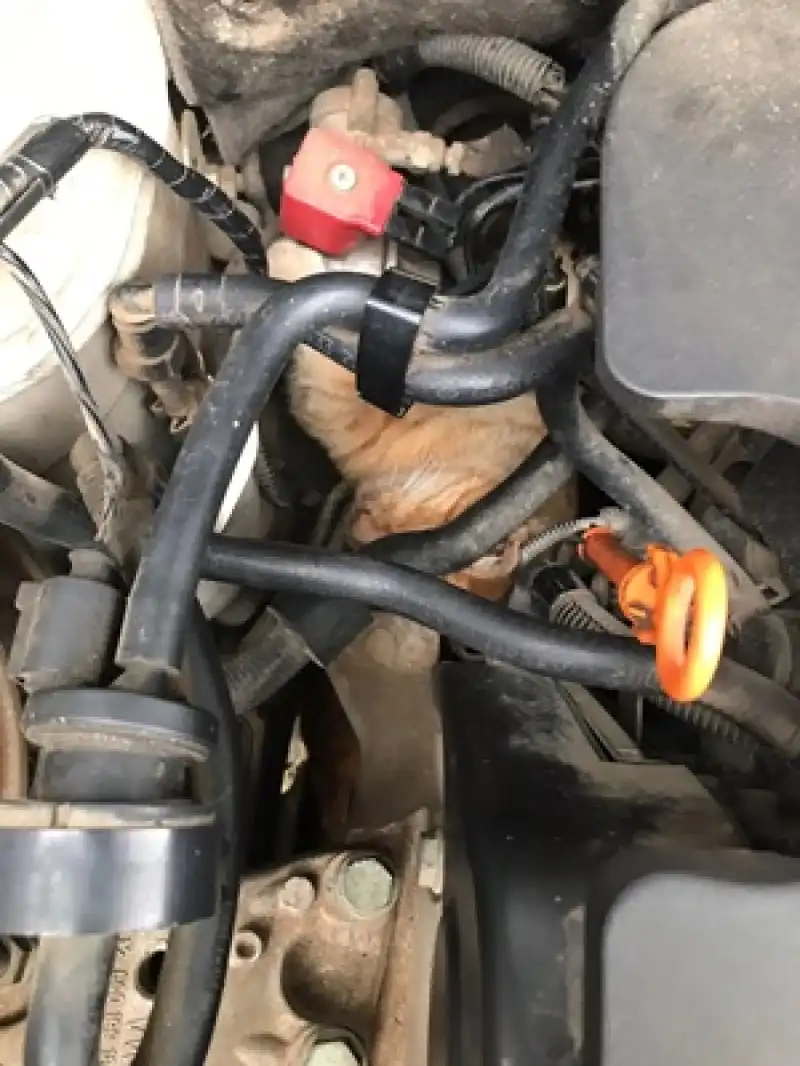 Otomobilin Motor Bölümündeki Kedi Kurtarıldı!