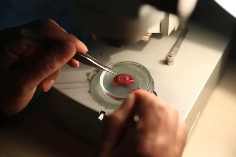 Akdeniz'de Görülen Hint-Pasifik Kökenli Oluklu Yengeçler İskenderun'da Inceleniyor 