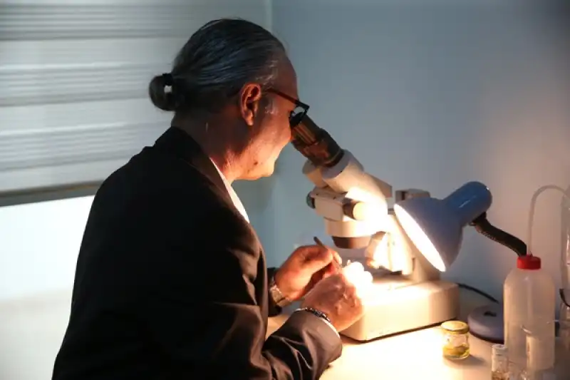 Akdeniz'de Görülen Hint-Pasifik Kökenli Oluklu Yengeçler İskenderun'da Inceleniyor 