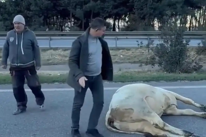 Angus Taşıyan TIR Devrildi, İki Kişi Hayatını Kaybetti!