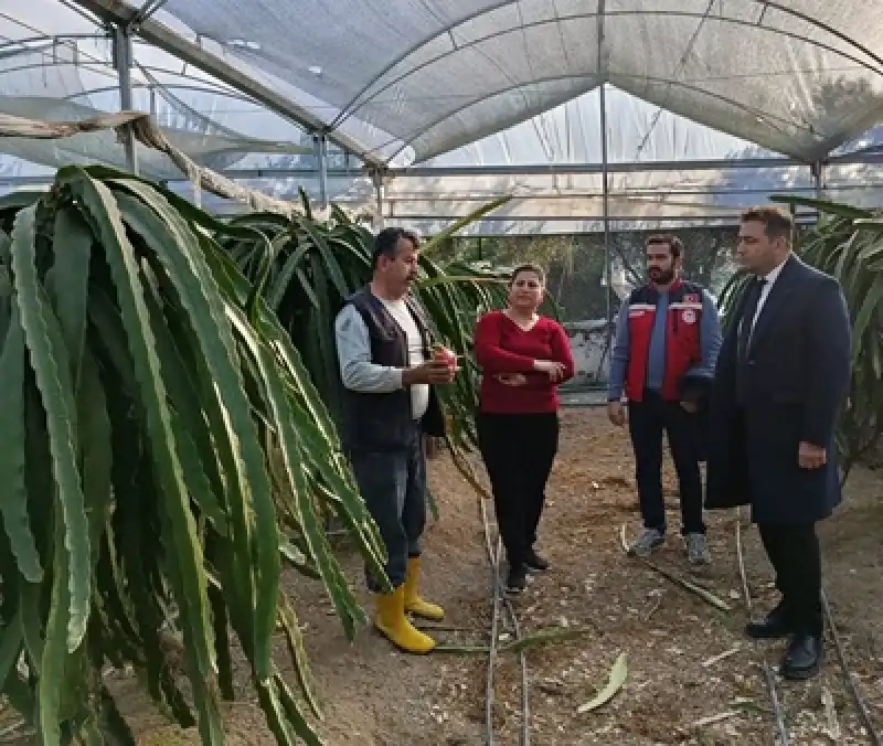 Defne İlçe Tarım Ve Orman Müdürü Burak Oktay, Ejder Meyvesi Serasını Gezdi