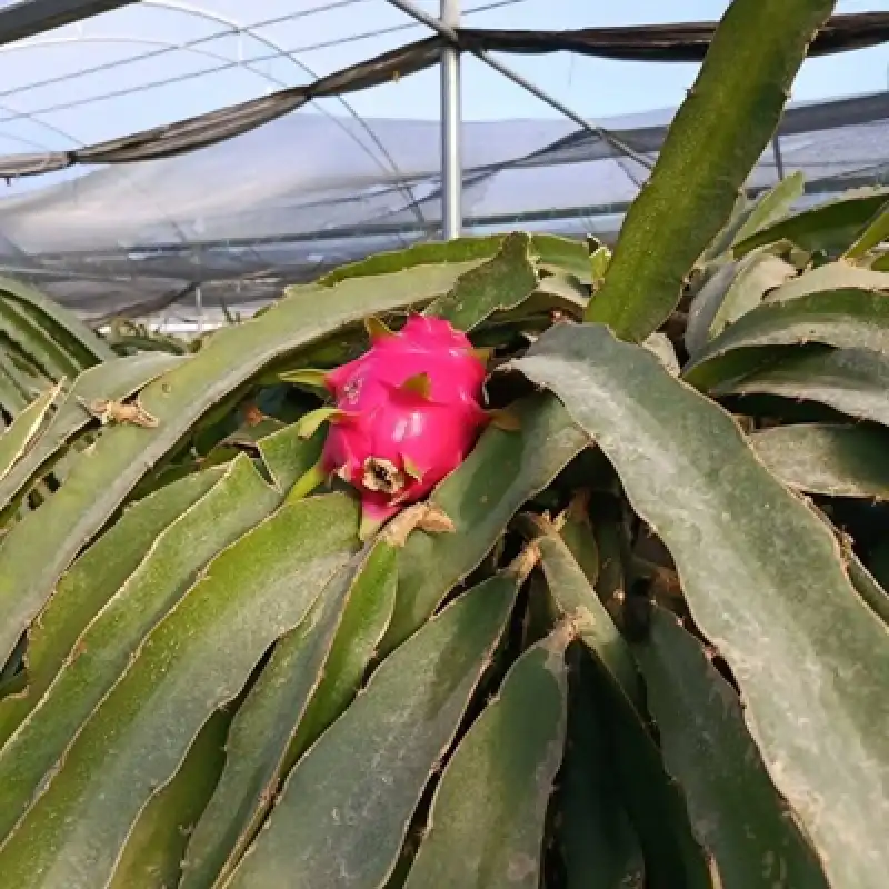 Defne İlçe Tarım Ve Orman Müdürü Burak Oktay, Ejder Meyvesi Serasını Gezdi