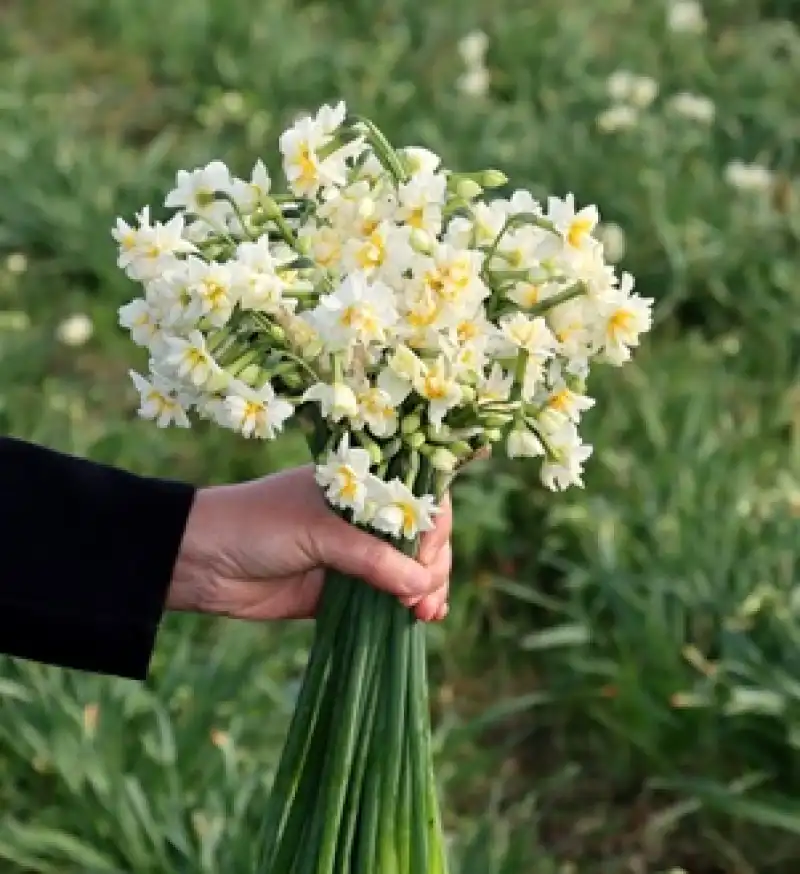 Kışın En Zarif Çiçeği: Nergis