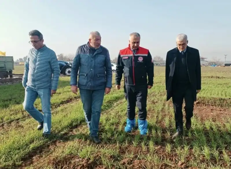 Hatay’da Buğday Tarlaları Yeşillendi!