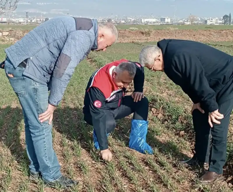 Hatay’da Buğday Tarlaları Yeşillendi!