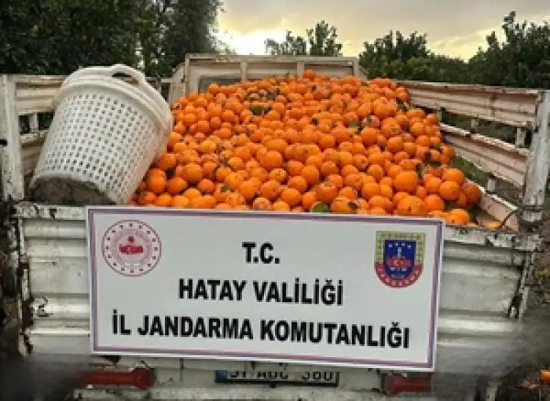 Narenciye Bahçesinden Hırsızlık Yapan 3 Şahıs Suçüstü Yakalandı!