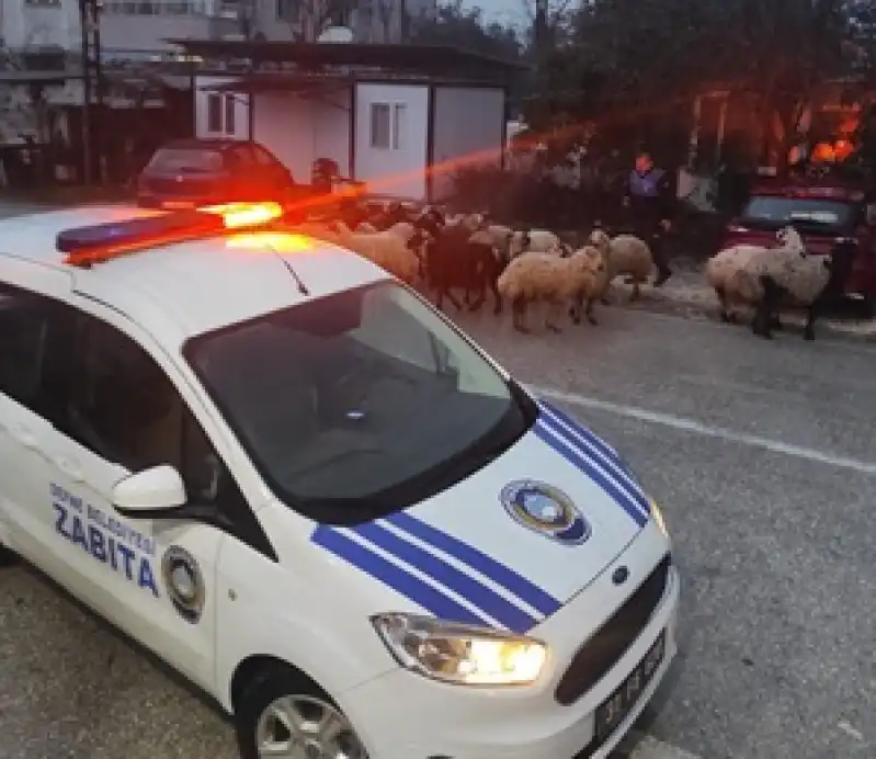 Defne Belediyesi Zabıta Ekiplerinden örnek Davranış
