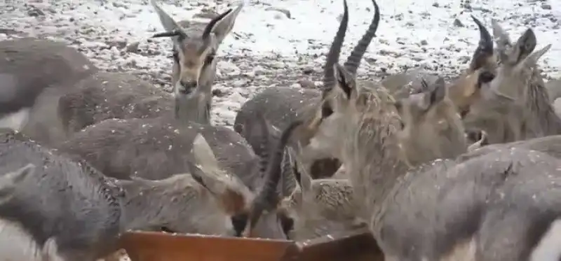 Dağ Ceylanları 4 Yıl Sonra Yeniden Karla Buluştu