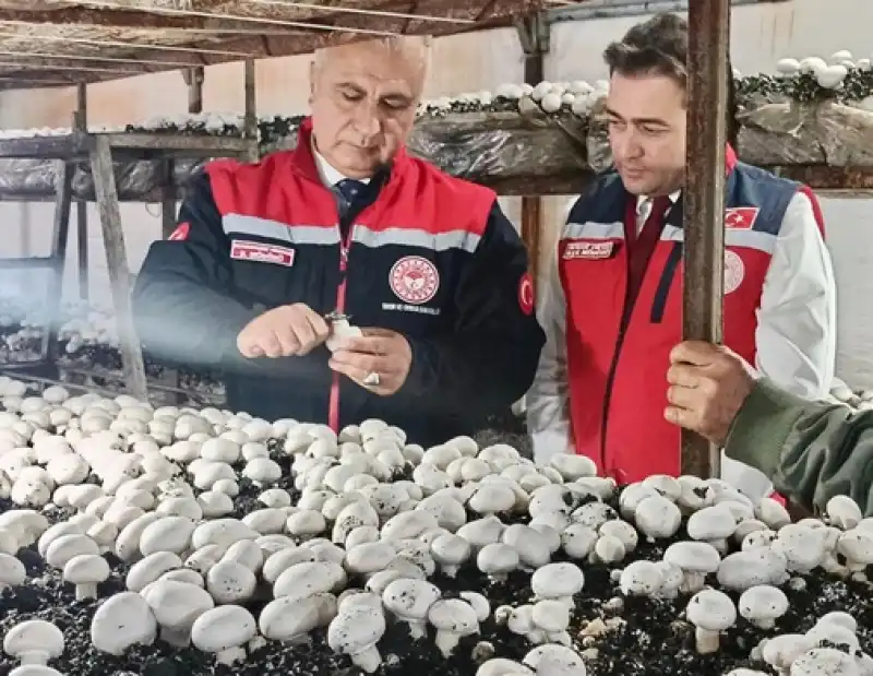 Defne’de Kültür Mantarı Ve Ejder Meyvesi üretimi Artıyor