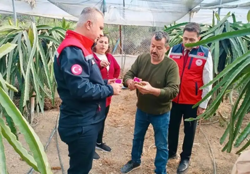 Defne’de Kültür Mantarı Ve Ejder Meyvesi üretimi Artıyor