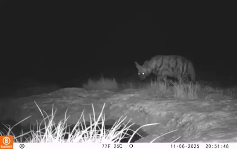 Hatay’ın Yaban Hayatında Şaşırtan Anlar