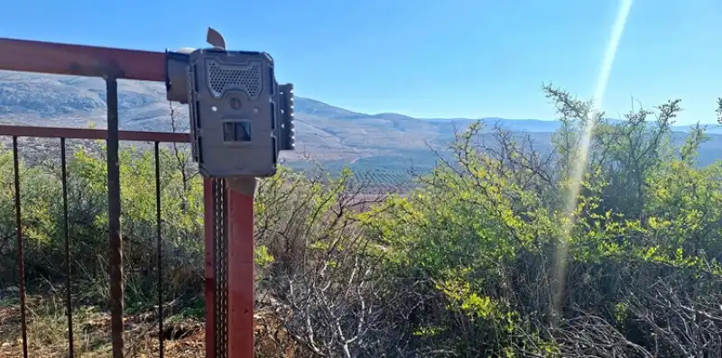 Hatay’ın Yaban Hayatında Şaşırtan Anlar
