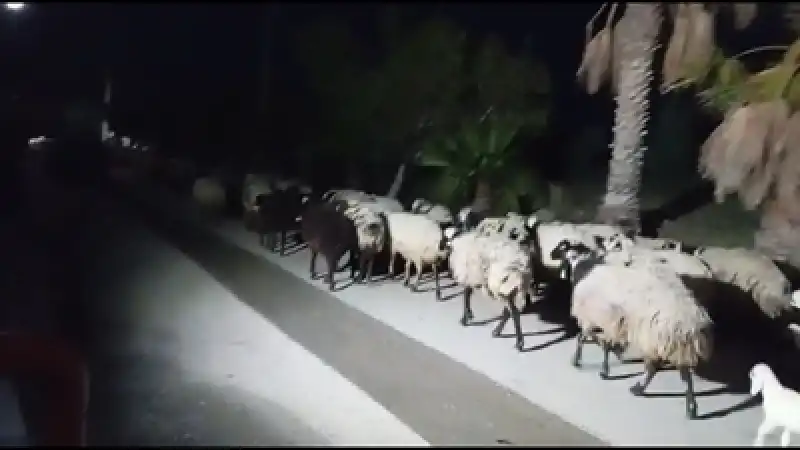 Arsuz Atatürk Plajı Küçükbaş Hayvan Sürülerinin İstilasına Uğruyor!