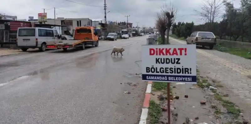 4 Mahallede Kuduz Alarmı!