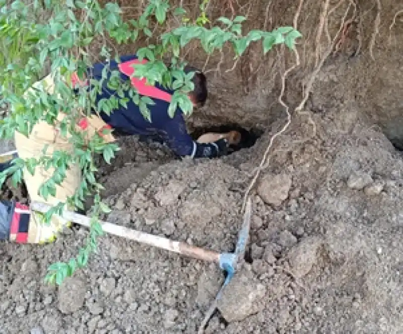 Göçük Altında Kalan Yavru Köpekler Kurtarıldı