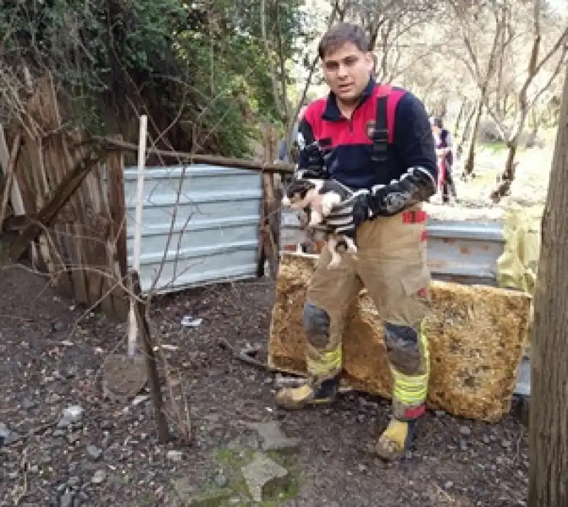 Göçük Altında Kalan Yavru Köpekler Kurtarıldı