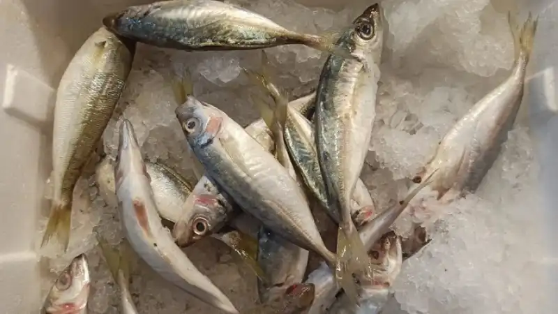 Bu Sezon En Fazla Rağbet Gören Balık