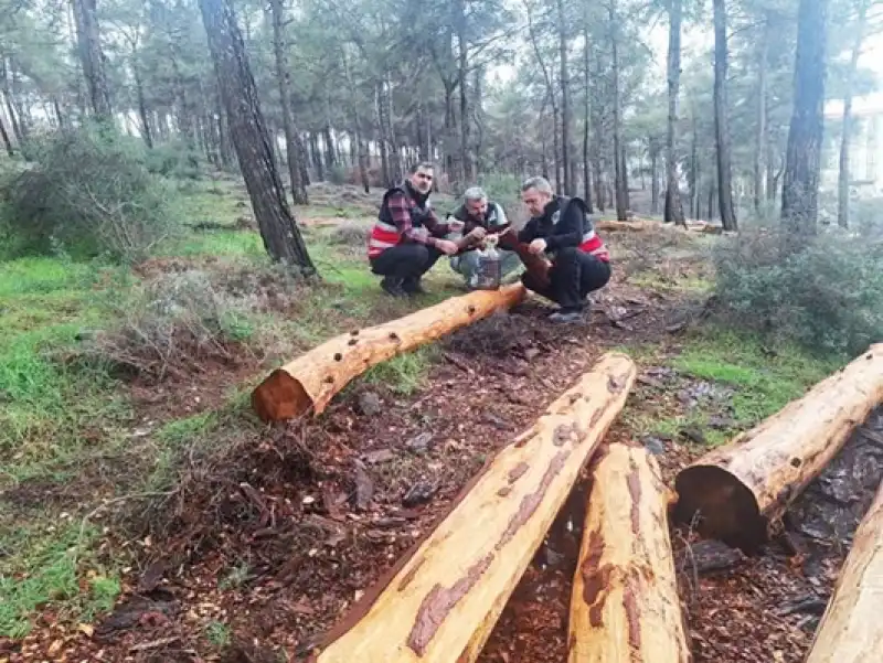 Hatay’da Mücbir Sebepli Ağaç Kesim Tartışması