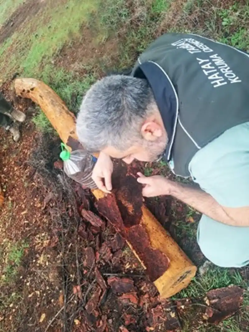 Hatay’da Mücbir Sebepli Ağaç Kesim Tartışması