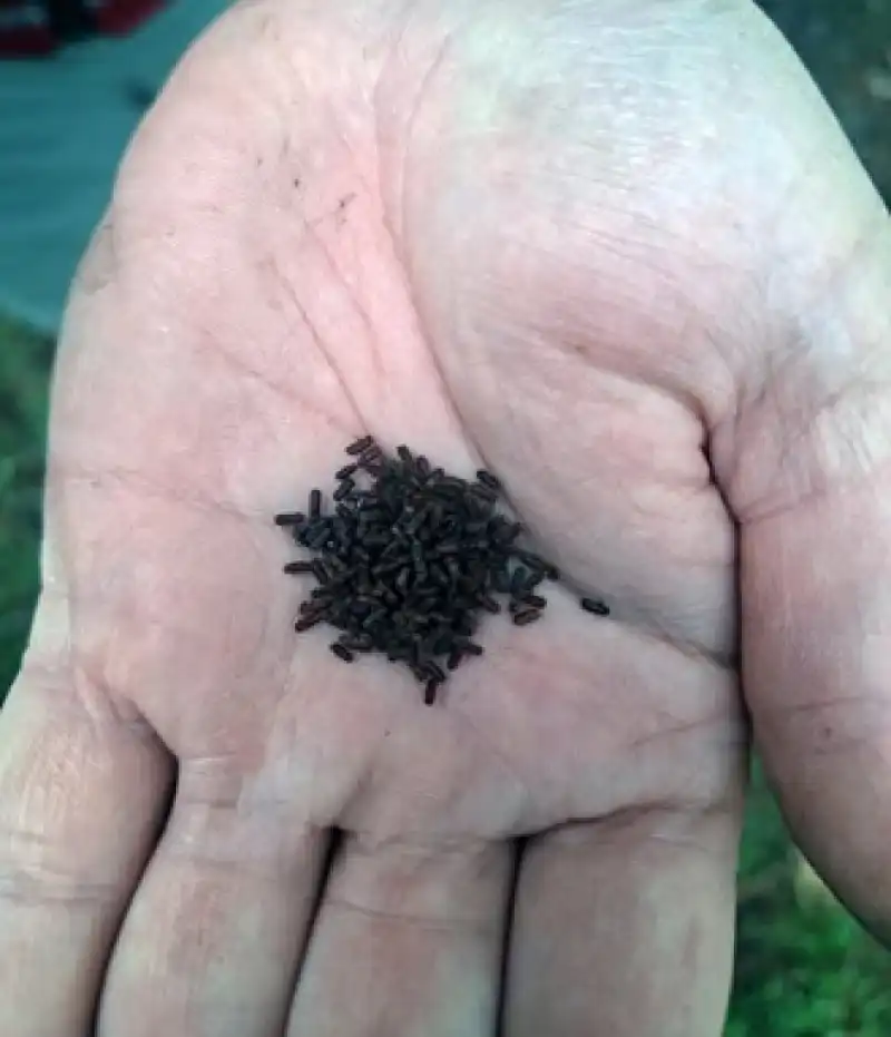 Hatay’da Mücbir Sebepli Ağaç Kesim Tartışması